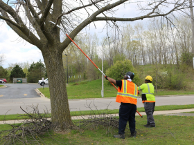 Arborist Certified Pre-Apprenticeship