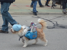 Brady Street Pet Parade