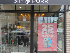25 Cats from Qatar