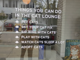Things you can do in the cat lounge