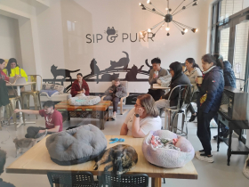 The Cat Lounge