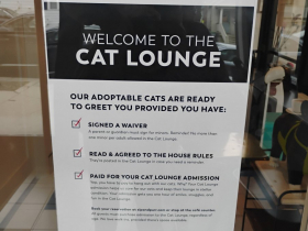 Welcome to the Cat Lounge