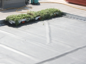 First Pieces of the Green Roof
