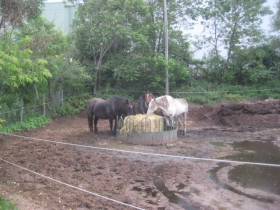 The Horse Barn