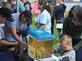 Riveredge Nature Center shows off its baby sturgeons at Harbor Fest 2018