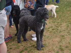 Fromm Petfest 2015