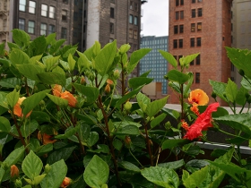 Flowers on the roof of Hotel Metro.