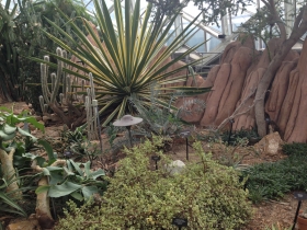 Cactus in The Domes.