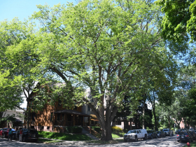 The largest surviving American Elm tree in Wisconsin
