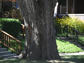 The largest surviving American Elm tree in Wisconsin