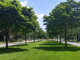 Tree lined median