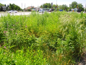 Rain garden at Outpost Natural Foods