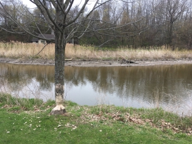 Evidence of beavers on Mill Pond.