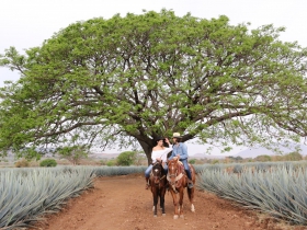 Agave fields with horses