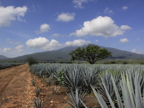 Agave fields