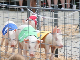 Pig Races
