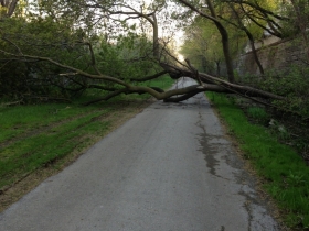 A tree down on the Oak Leaf Trail.