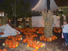 Pumpkin patch at Harvest Fair 2019