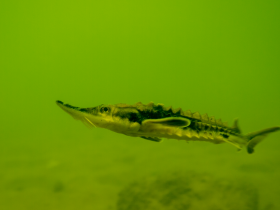 A juvenile lake sturgeon swimming.