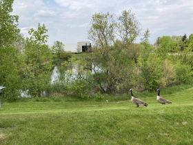 Canada geese patrol beside the stormwater pond in Glendale at the northwest corner of N. Lydell Street and W. Olive Street in May 2024