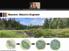 Screen capture of Dr. Emily Fairfax's slides from the 2024 Midwest Beaver Summit: Beavers: Nature's Engineer.