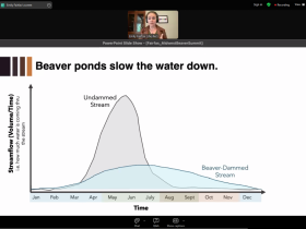 Screen capture of Dr. Emily Fairfax's slides from the 2024 Midwest Beaver Summit: Beaver ponds slow the water down