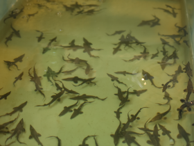 Fingerling lake sturgeon swim in one of the four open-air basins filled with circulating Milwaukee River water in August 2023. In a typical year, about 1,000 fingerling sturgeon are reared here from fertilized eggs over the course of May to September. In 2023, illness caused about half the fish to die
