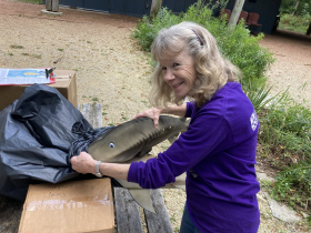 Mary Holleback pulls out a giant foam sturgeon used for educational programming. Riveredge has spread the sturgeon gospel to thousands of students, visitors, volunteers, families, and members of the public over the years of their partnership with WDNR