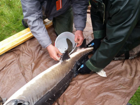Eggs and milt are stripped from spawning sturgeon on the Wolf River, then the fertilized eggs transported to the Streamside Rearing Facility at Riveredge each May