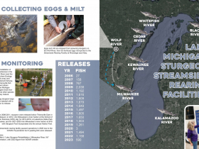 For 2006-2011, sturgeon were released below Thiensville Dam in Mequon; in 2012, into Milwaukee’s inner harbor at the School of Freshwater Sciences (SFS) slip; for 2013-2019, at Lakeshore State Park in Milwaukee; and for 2021-2023 into Milwaukee’s inner harbor at SFS with Sturgeon Fest incorporated into the annual Harbor Fest. The streamside rearing facility paused operations in 2020 due to the COVID-19 pandemic but 3 yearling fish were released