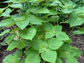 Perilla Plant 