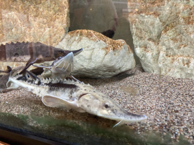 Yearling sturgeon cruise in Riveredge Nature Center’s aquarium in August 2023. Each year, a few fingerlings are kept in the aquarium and released in a subsequent year