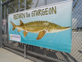 Sturgeon Fest banner at Harbor Fest 2023