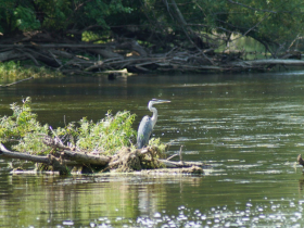 A great blue heron waits patiently downstream of the Mequon-Thiensville dam and fishway in August 2023