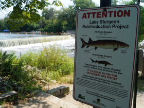 WDNR Lake Sturgeon Reintroduction Project sign posted at the Mequon-Thiensville fish passage