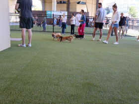 Downtown Dog Park
