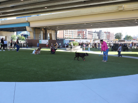 Downtown Dog Park