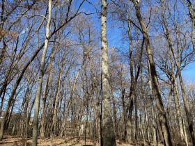 Maple/beech forest