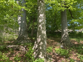 The beech grove