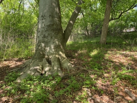 An ancient beech tree