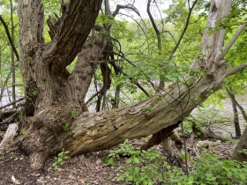 Ancient tree along the trail