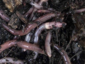 Jumping worms