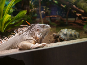 A Green Iguana and a Redfoot Tortoise