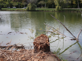 A tree stump along Veterans Park Lagoon