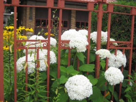 Impossibly white hydrangeas pop through the Russell Barr Williamson-designed fence while the original tile roof of the garage mimics the color scheme of the fence.