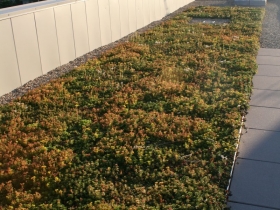 Clock Shadow Building's Green Roof