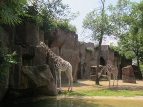 Giraffes at the Milwaukee County Zoo.