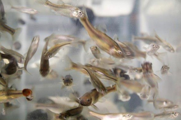 The fathead minnow is a dull, common bait fish, but it has become an important species for research on endocrine disruptors. Here, fish are being raised for research at a U.S. Environmental Protection Agency laboratory in Duluth, Minn. Kate Golden/Wisconsin Center for Investigative Journalism