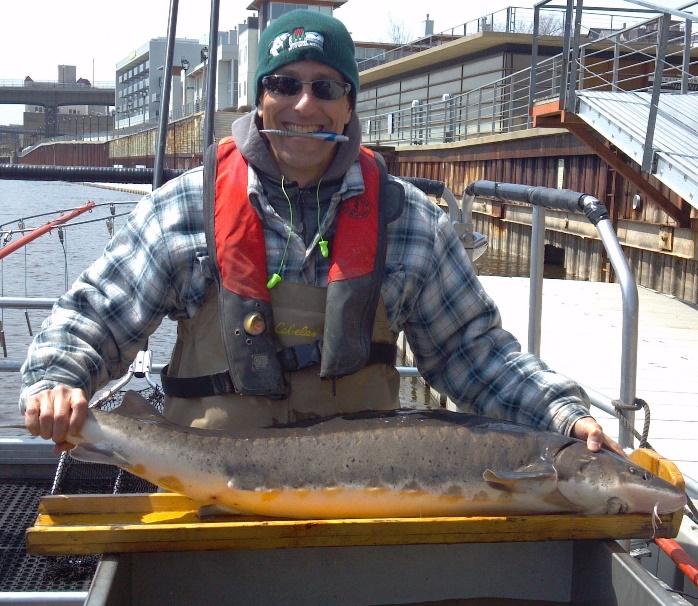48-inch lake sturgeon captured and released by WDNR personnel on April 22, 2014 (Earth Day). Thousands of metro-area residents have participated in activities focused on restoring this ancient species to the Milwaukee River. (WDNR staff photo)