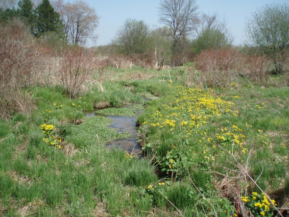Hoerig Spring, a Greenseam. Photo coutesy of MMSD.